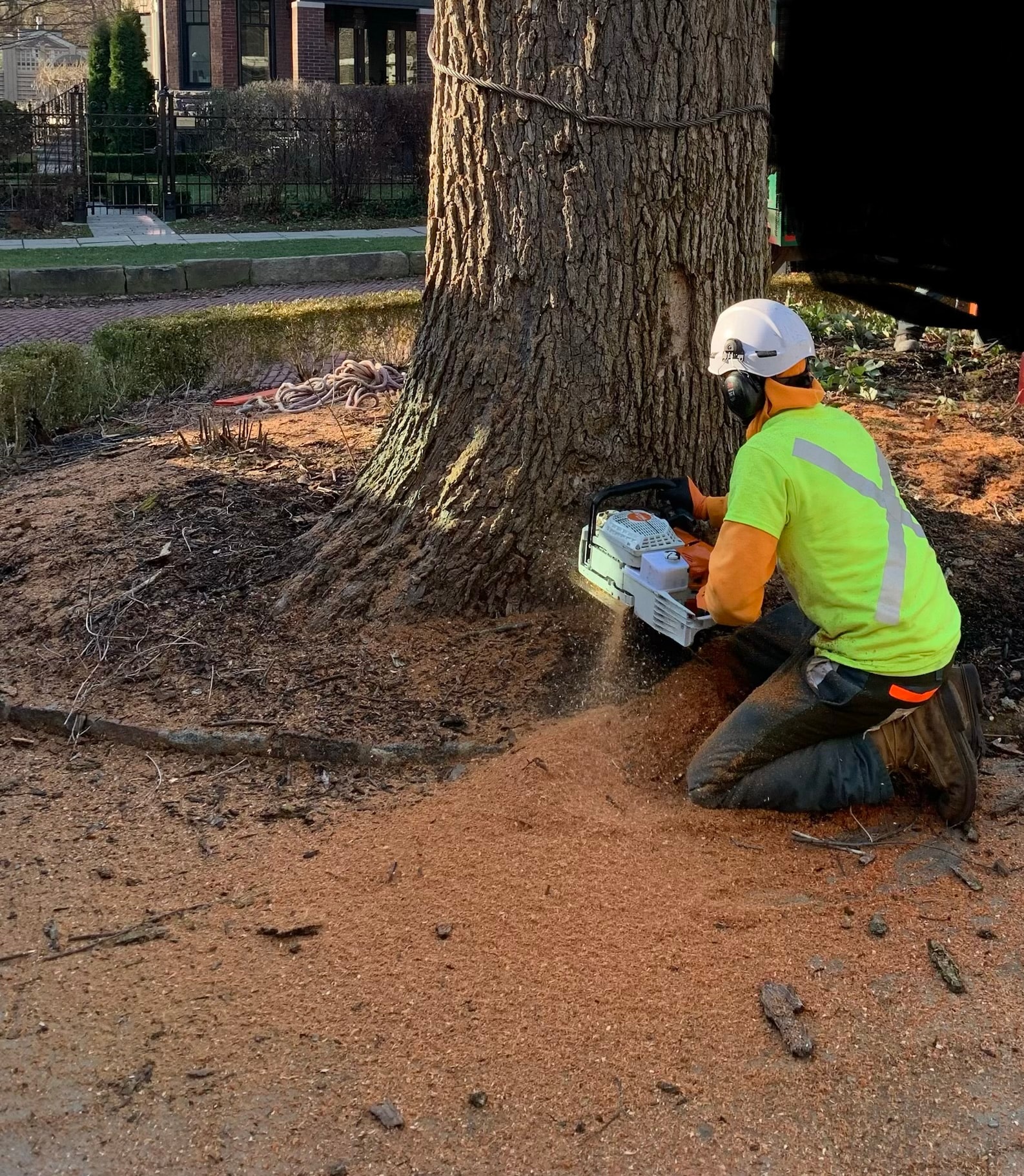Professional tree service crew at work