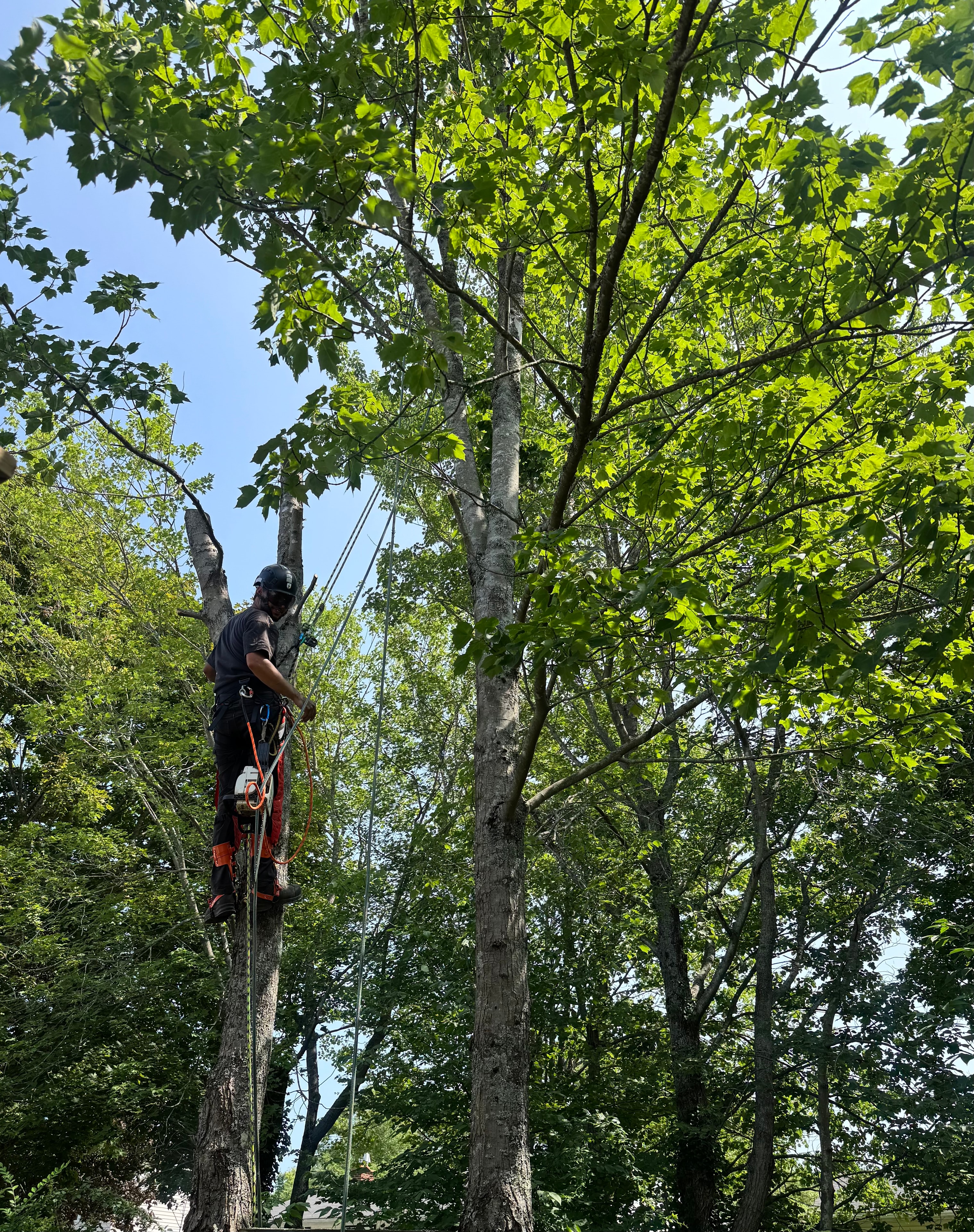 Tree Trimming